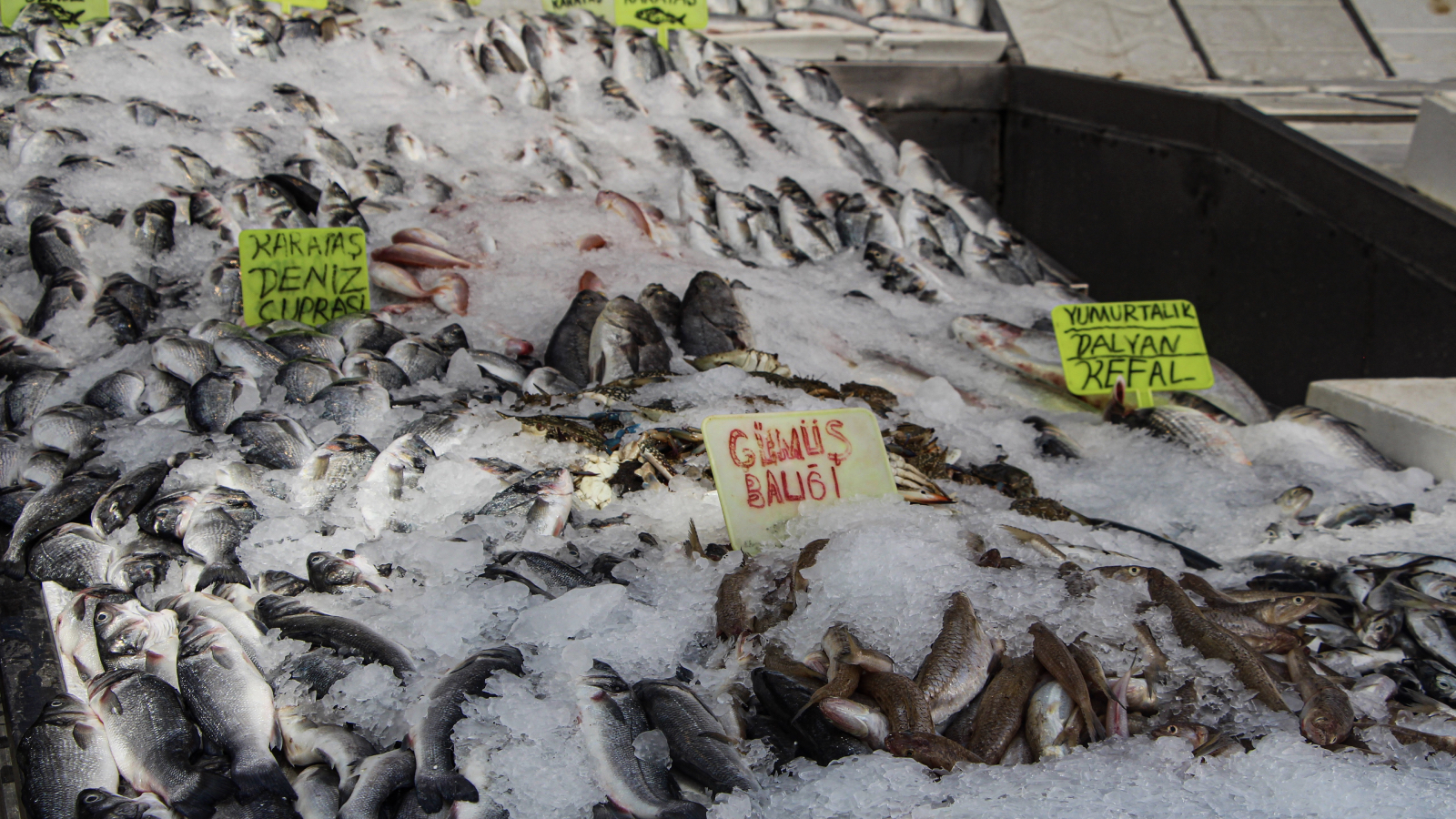 av yasagi bitti tezgahlar doldu balikta bolluk yasandi fiyatlar yariya indi qkggMzJI
