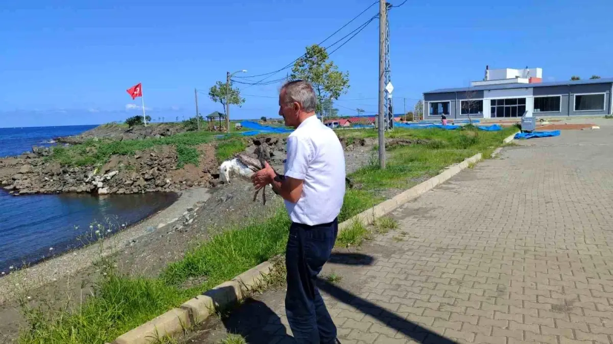 giresunda bir marti kurtarildi BxbG95kF