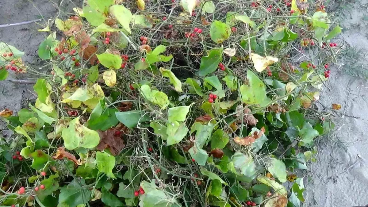 kokina cicegi toplama gelenegi sinopta devam ediyor 93wUHl9b.jpg