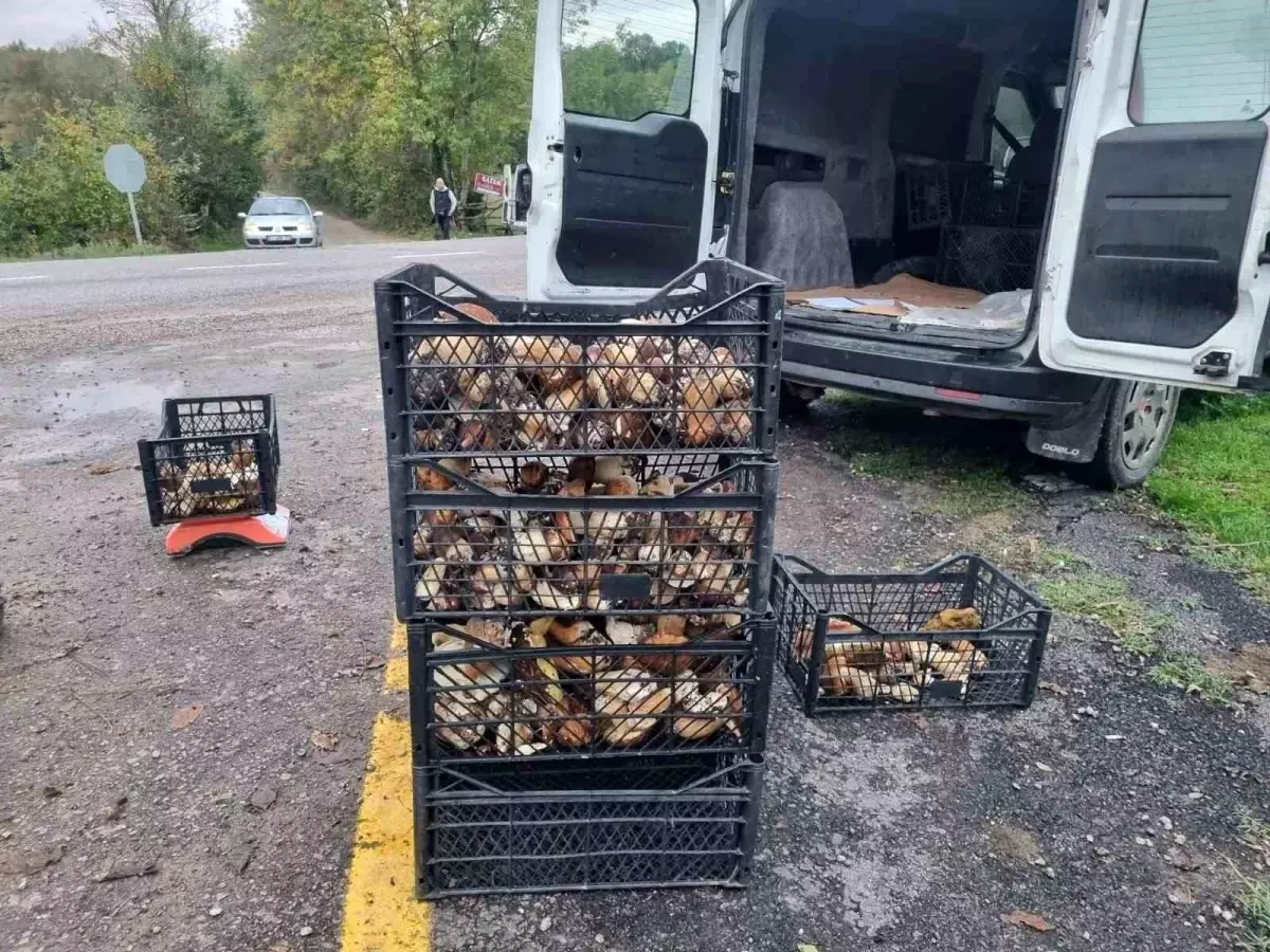 sinopta feslegen mantar sezonu acildi cEYHbuSZ.jpg