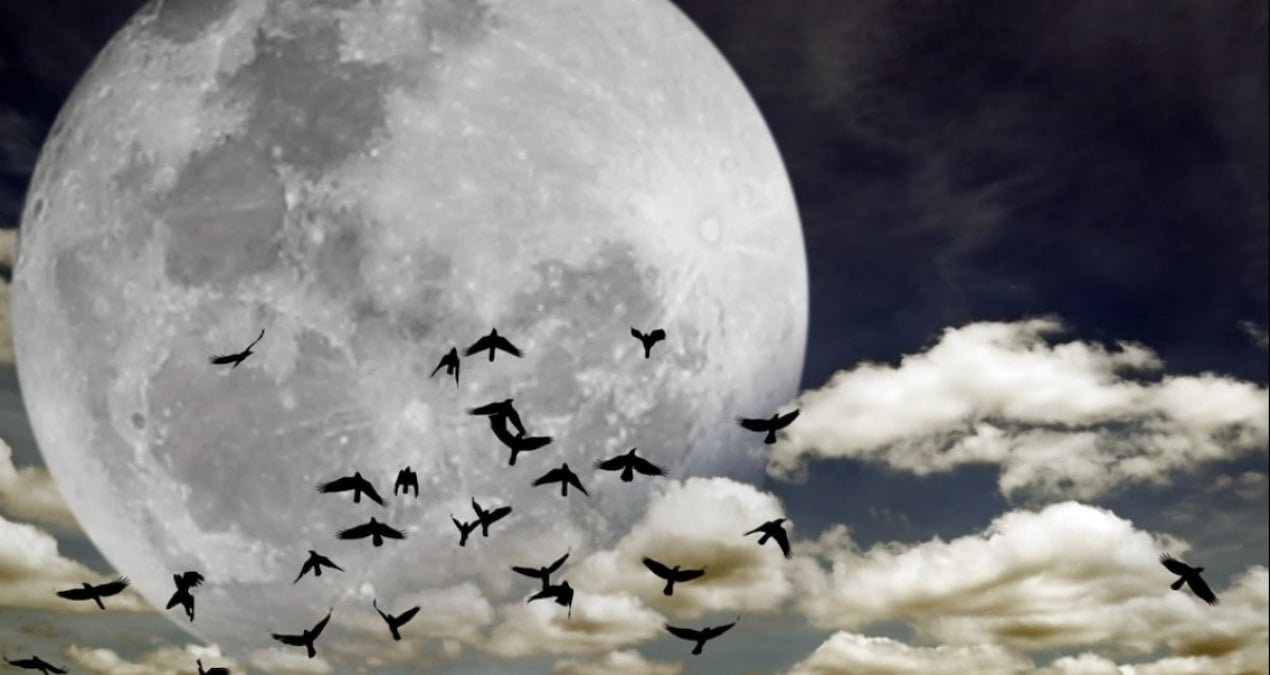 yuzlerce tur yok olmak uzere terk etmeye basladilar QvCbAc5s.jpg