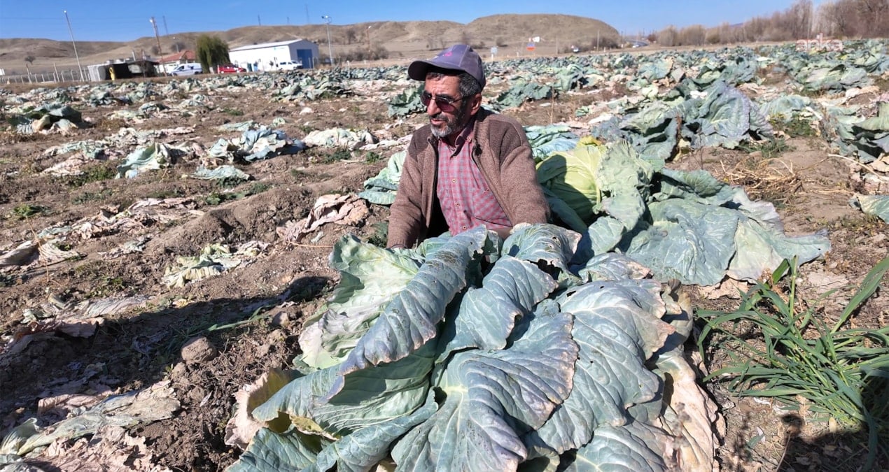 Tarlasını vatandaşa açtı: Köşeyi döndü