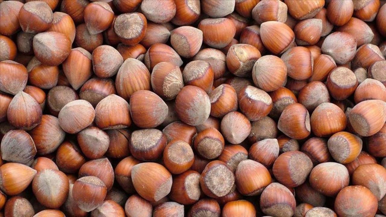 trabzonun 10 aylik findik ihracati 500 milyon dolari asti pRKfdb6s.jpg