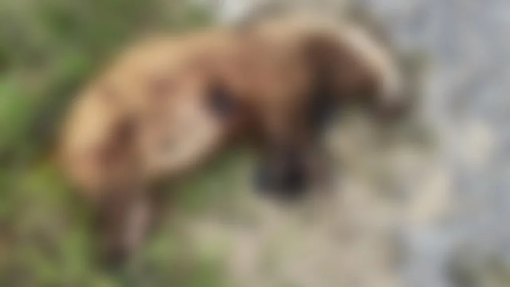 aydinda-nesli-tehlike-altinda-olan-avrupa-porsugunu-oldurduler-Yv4xOc2Q