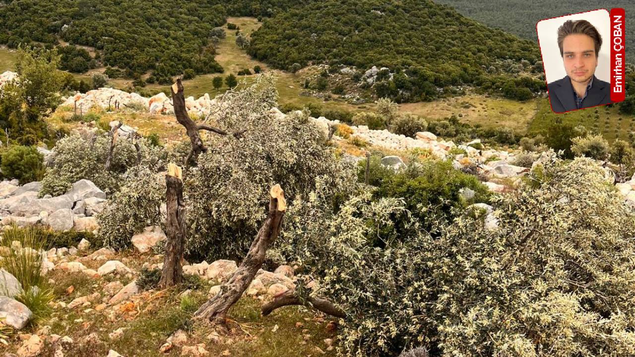 Antalya’daki Orman Arazi İşgali 5 Yıl Sonra Sona Erdi: Geç Gelen Adaletin Hikayesi