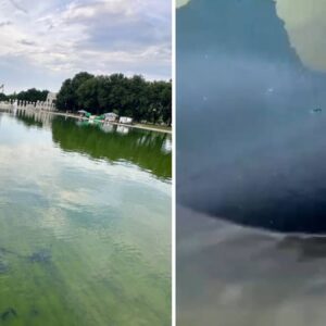 Akasya Dalında Arı Oğulu: Binlerce Arı Kovana Alındı