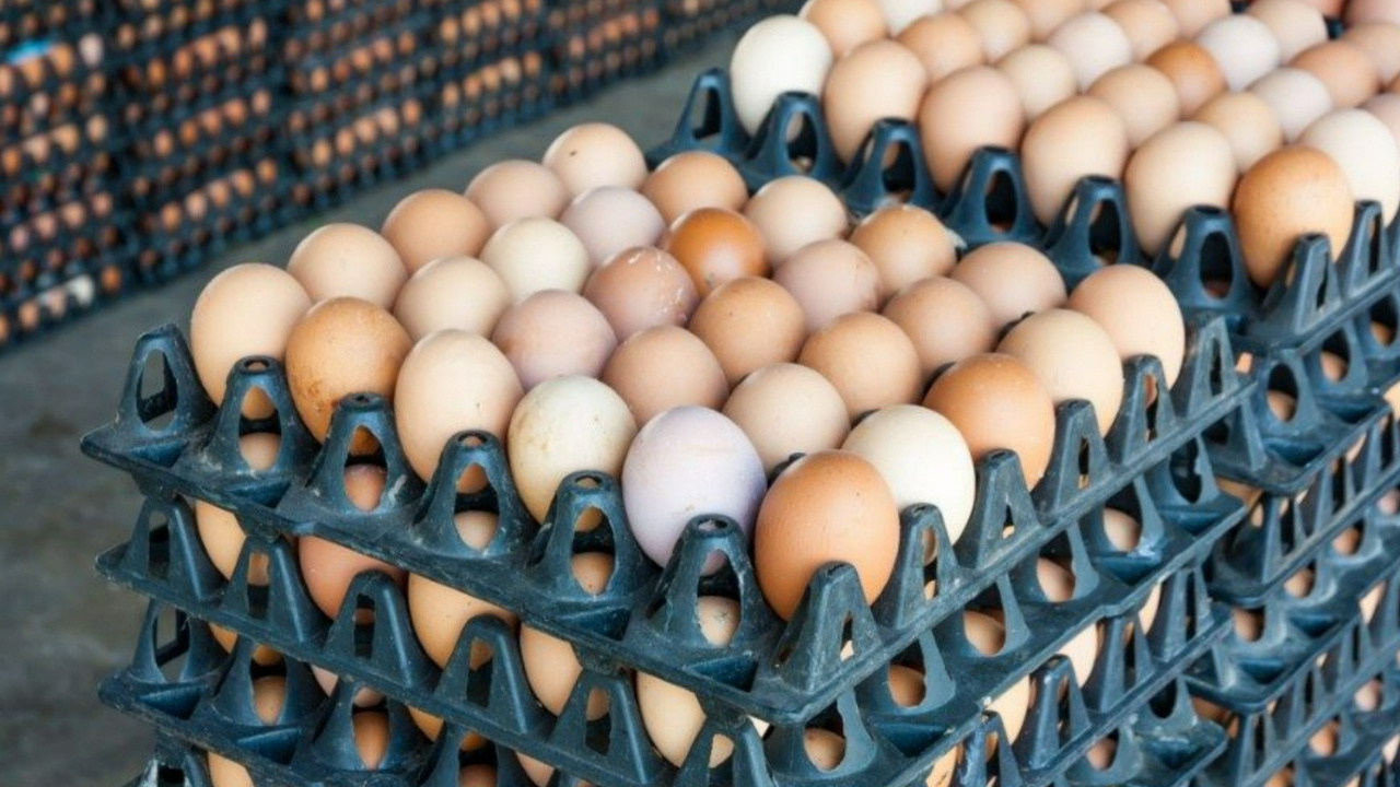 Yumurtalarda salmonella alarmı! Milyonlarca ürün için geri çağırma kararı Haber gorseli