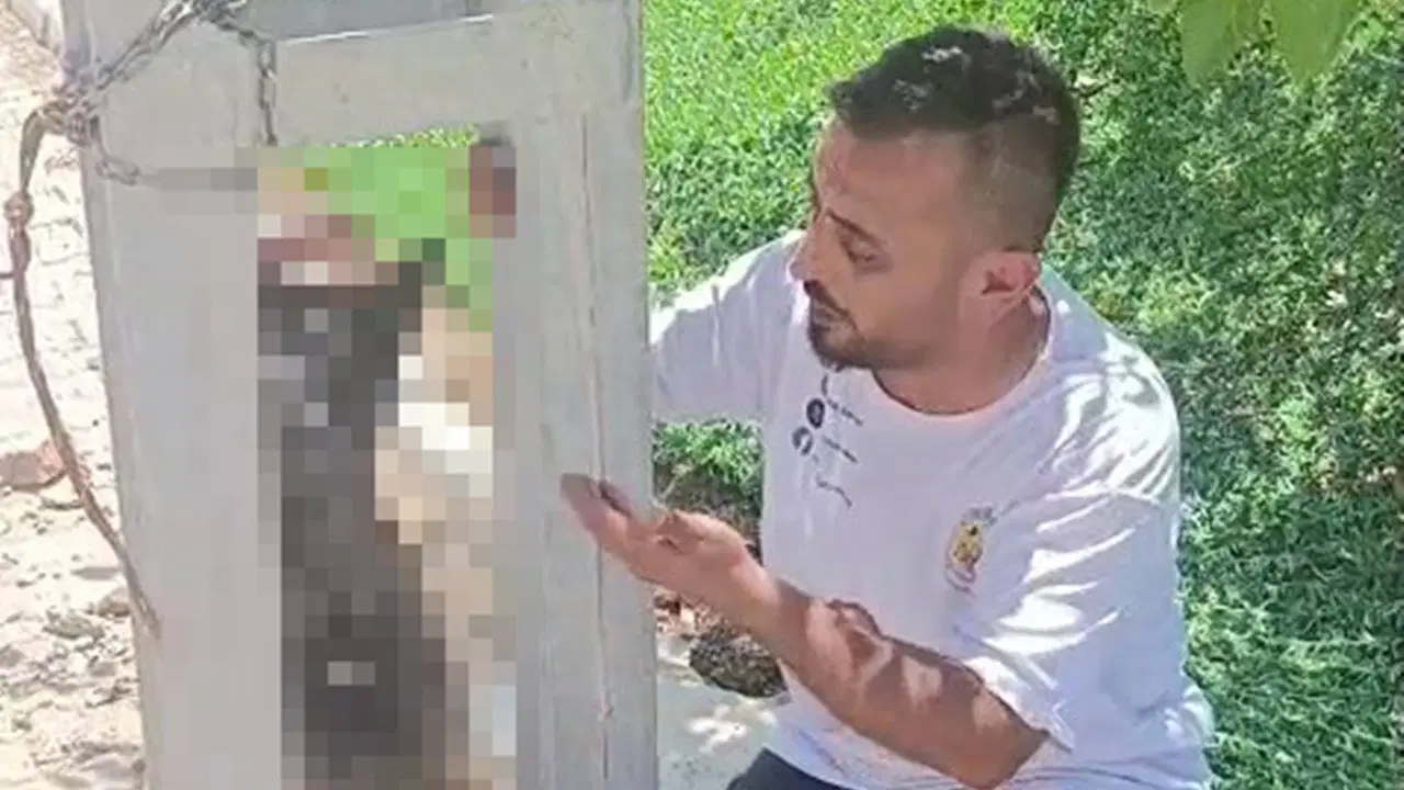 Hatay’da korkunç olay! Köpeği evden çalıp, elektrik direğine astılar! Img